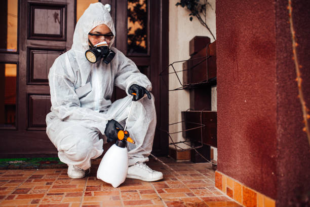 Attic and Crawl Space Rodent Treatment in White Pine