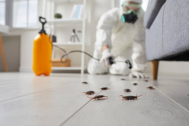 Commercial Rodent Management in White Pine